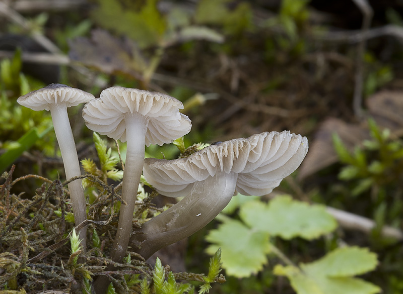 Mycena atropapillata